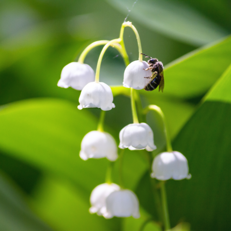 Abeille et Muguet